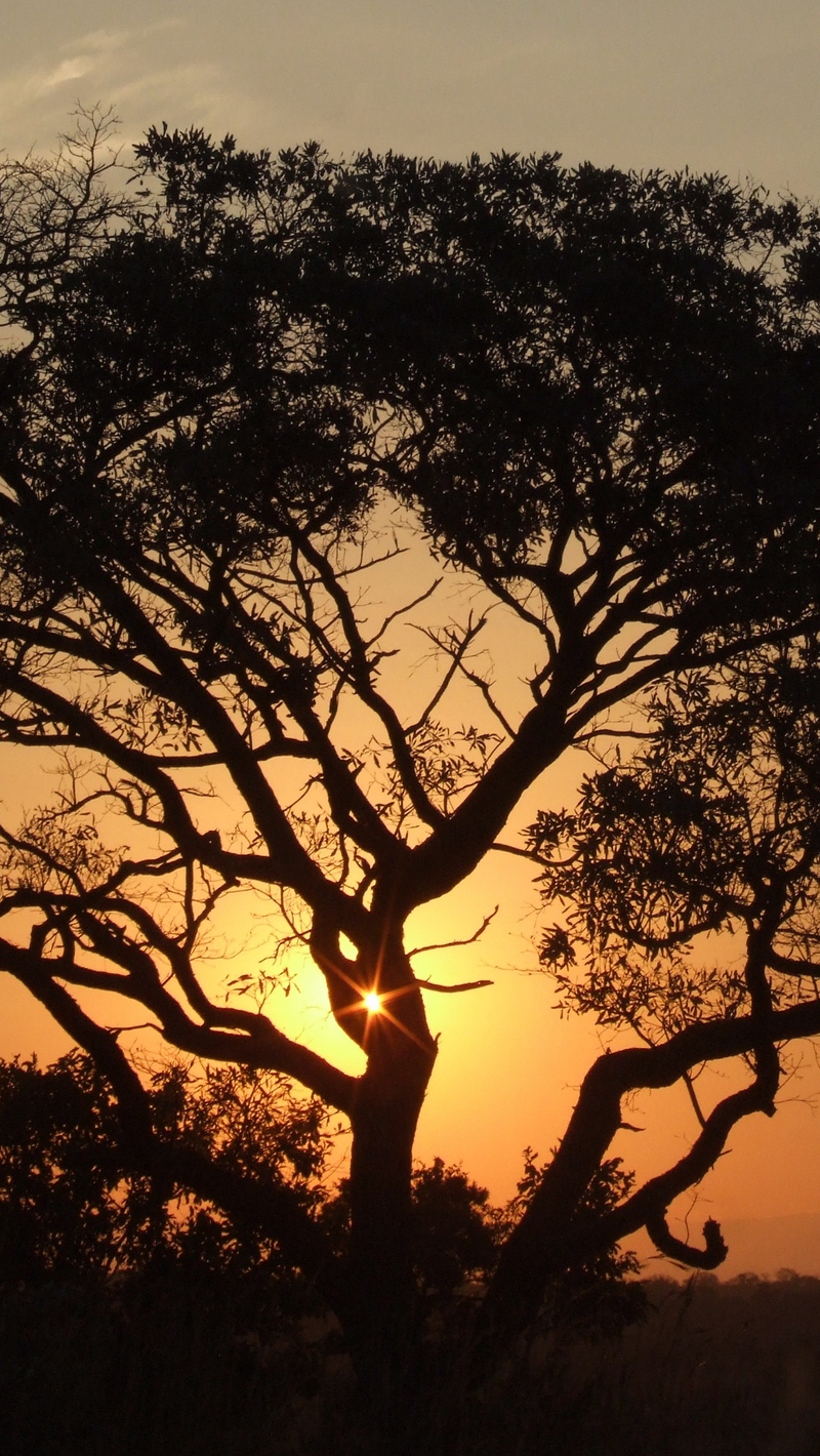 Wallpaper Africa Sunset Trees Night iPhone Se