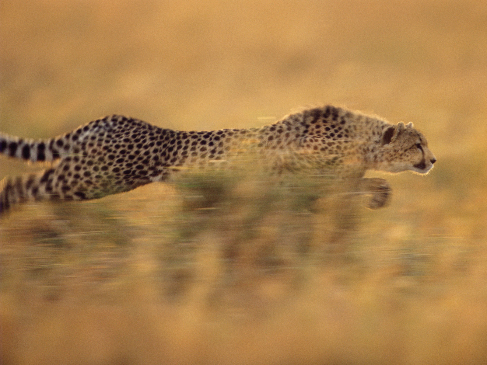 Wallpaper Speed Cheetah Running Serengeti National Park Tanzania