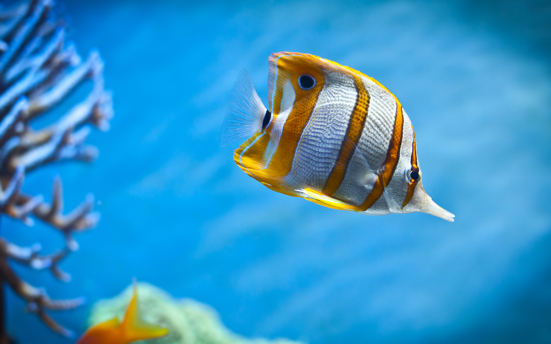 Wallpaper Of Colorful Butterfly Fish Swimming In The Sea Click To