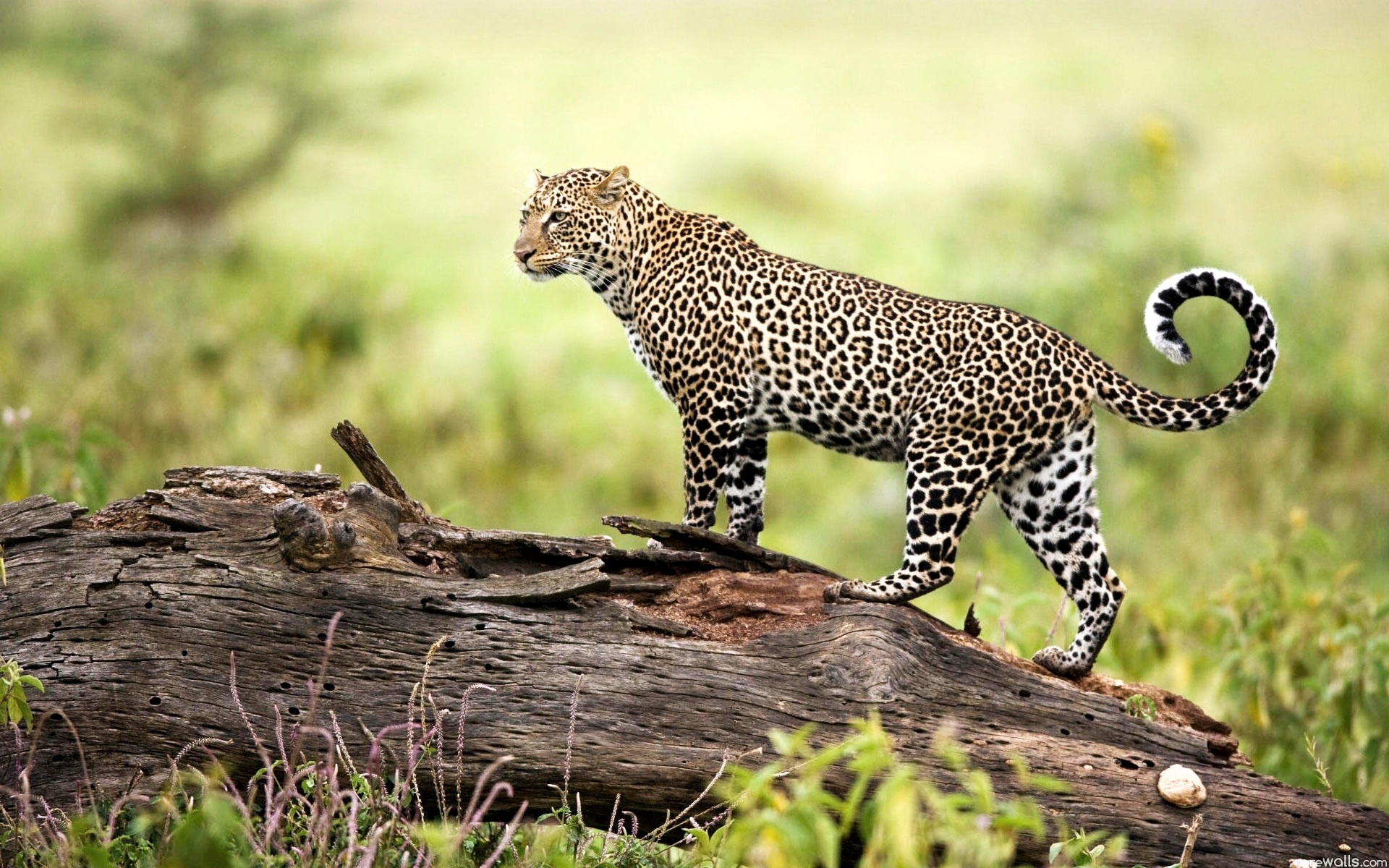 Leopard Wildlife Wallpaper HD