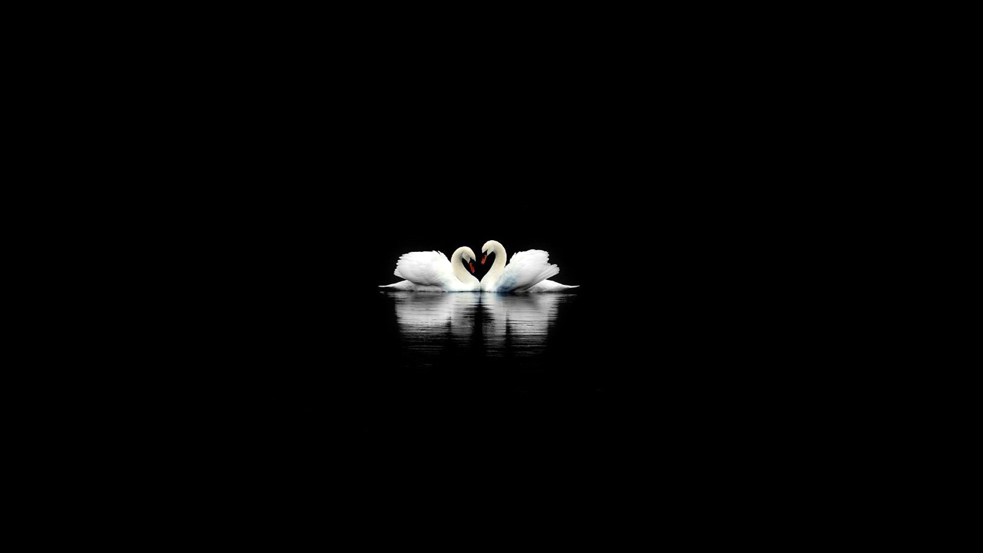 White Swan Black Apple Mac Desktop Wallpaper HD 1080p Purity