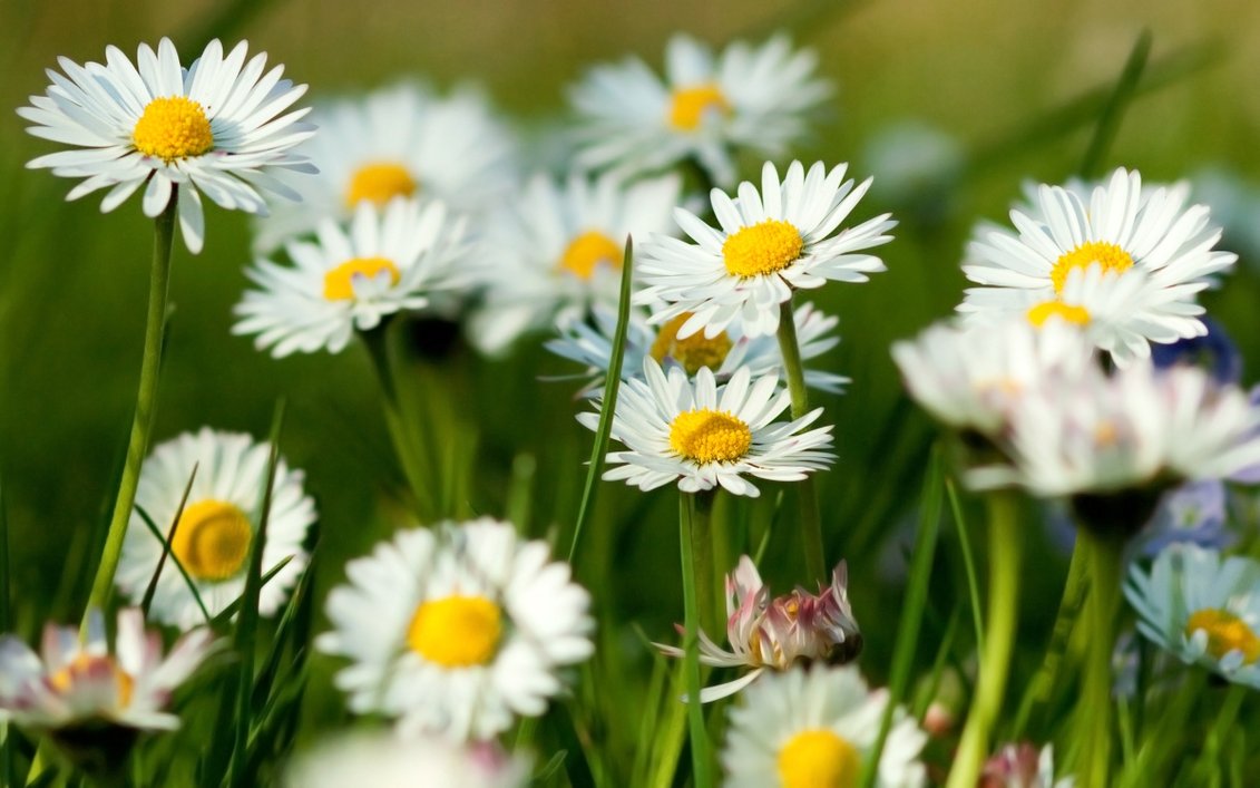  the spring wallpapers category of free hd wallpapers early spring