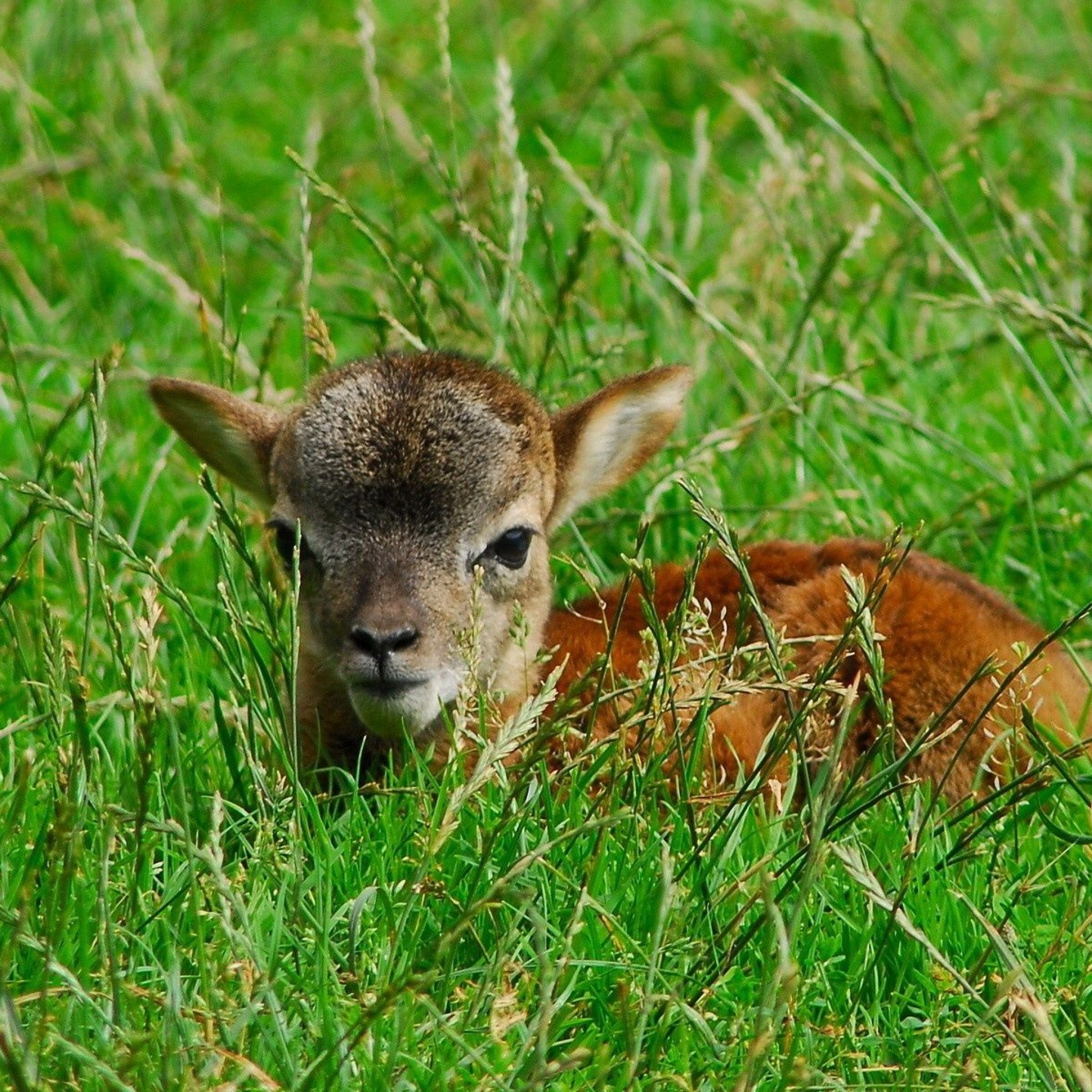 Baby Deer Wallpaper Hd Background Desktop