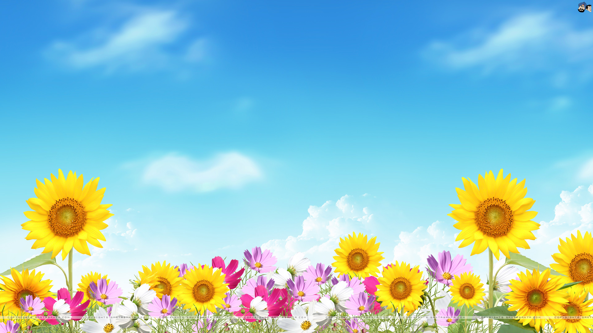 Summer flowers wallpaper
