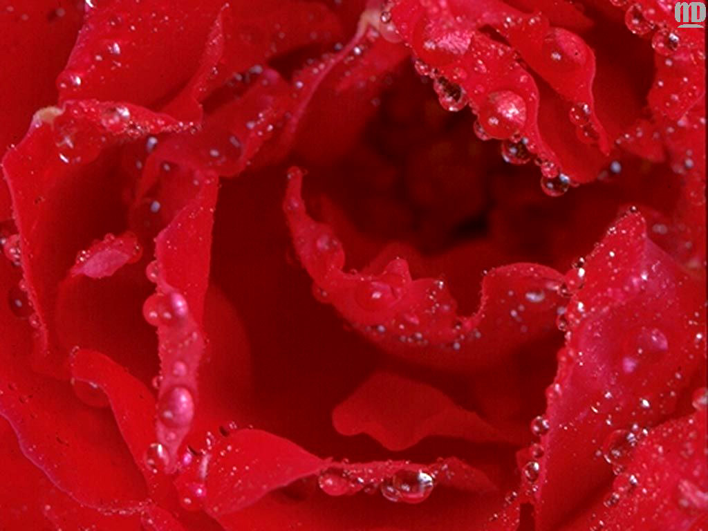 Pin Red Rose Wallpaper