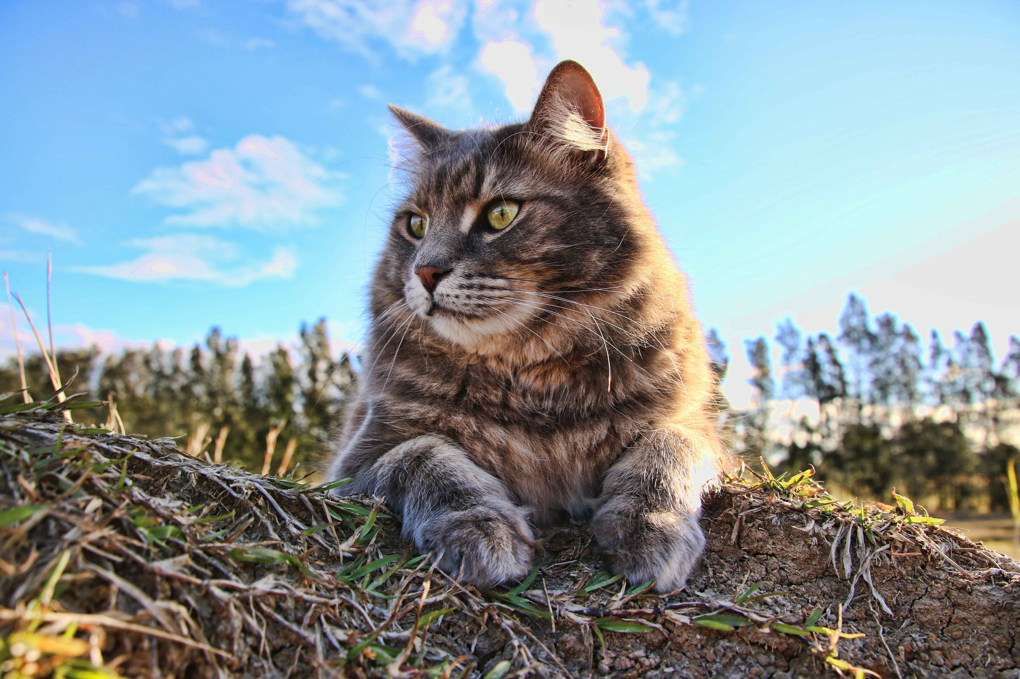 A majestic Maine Coon cat relaxes on a grassy knoll, gazing into the distance with bright, intelligent eyes. The backdrop of a clear blue sky and distant trees enhances its serene presence
