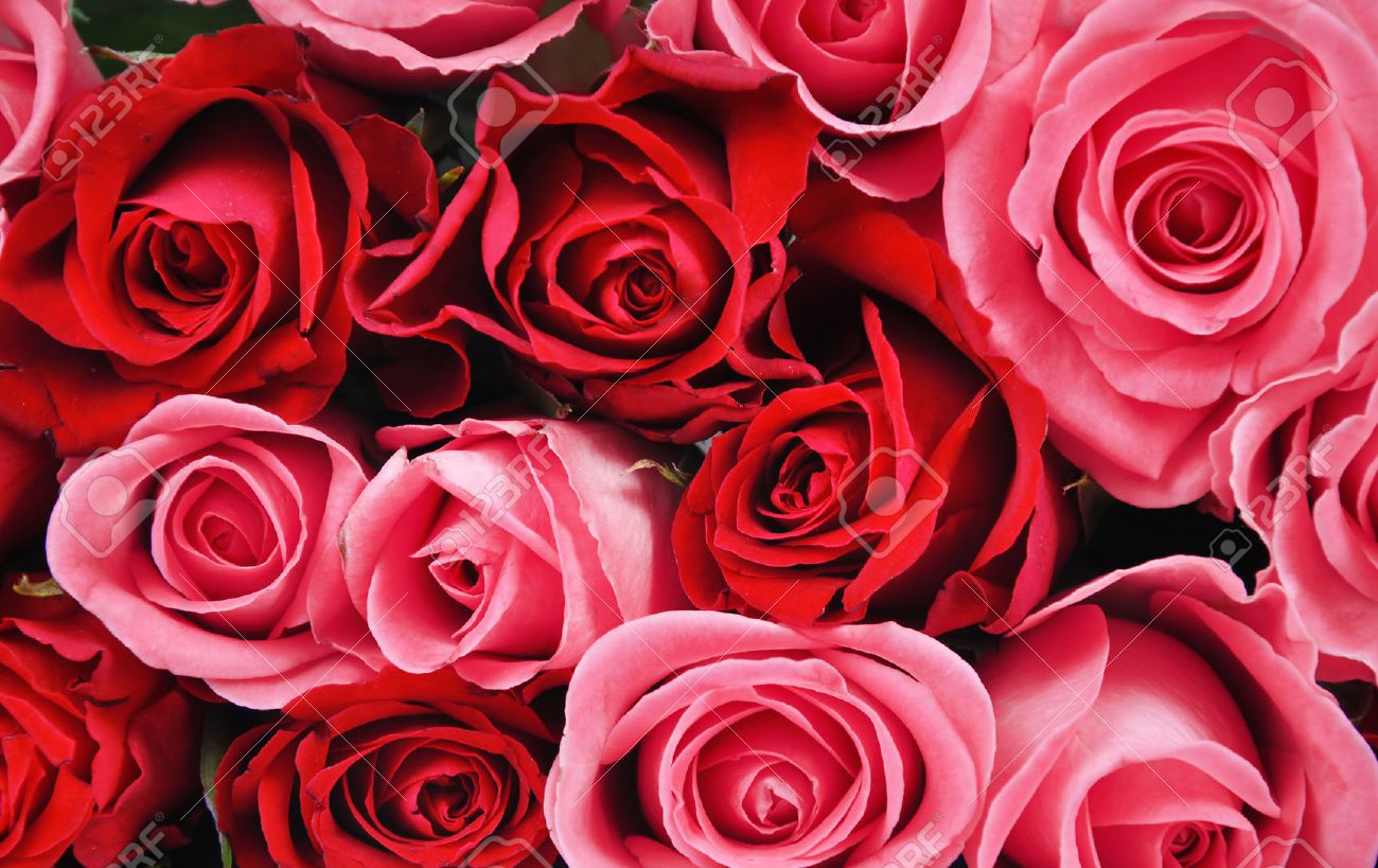 Red And Pink Roses Background Stock Photo Picture And Royalty