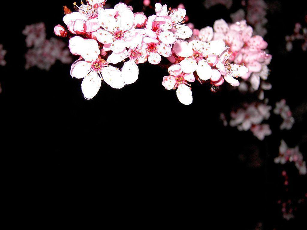 Cherry Blossom Desktop Wallpaper For