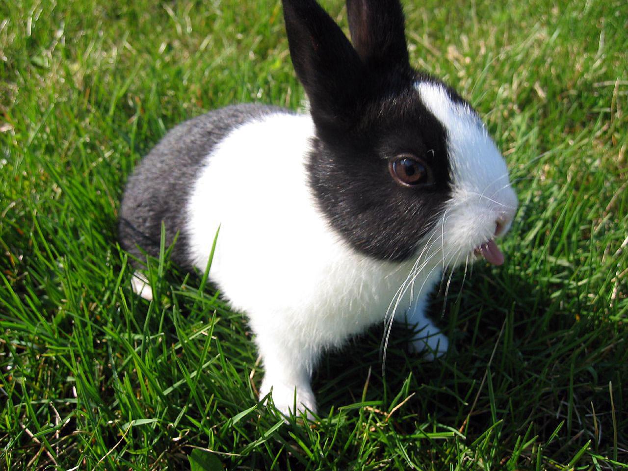 Baby Animals Small Gray Rabbit Wallpaper HD Desktop