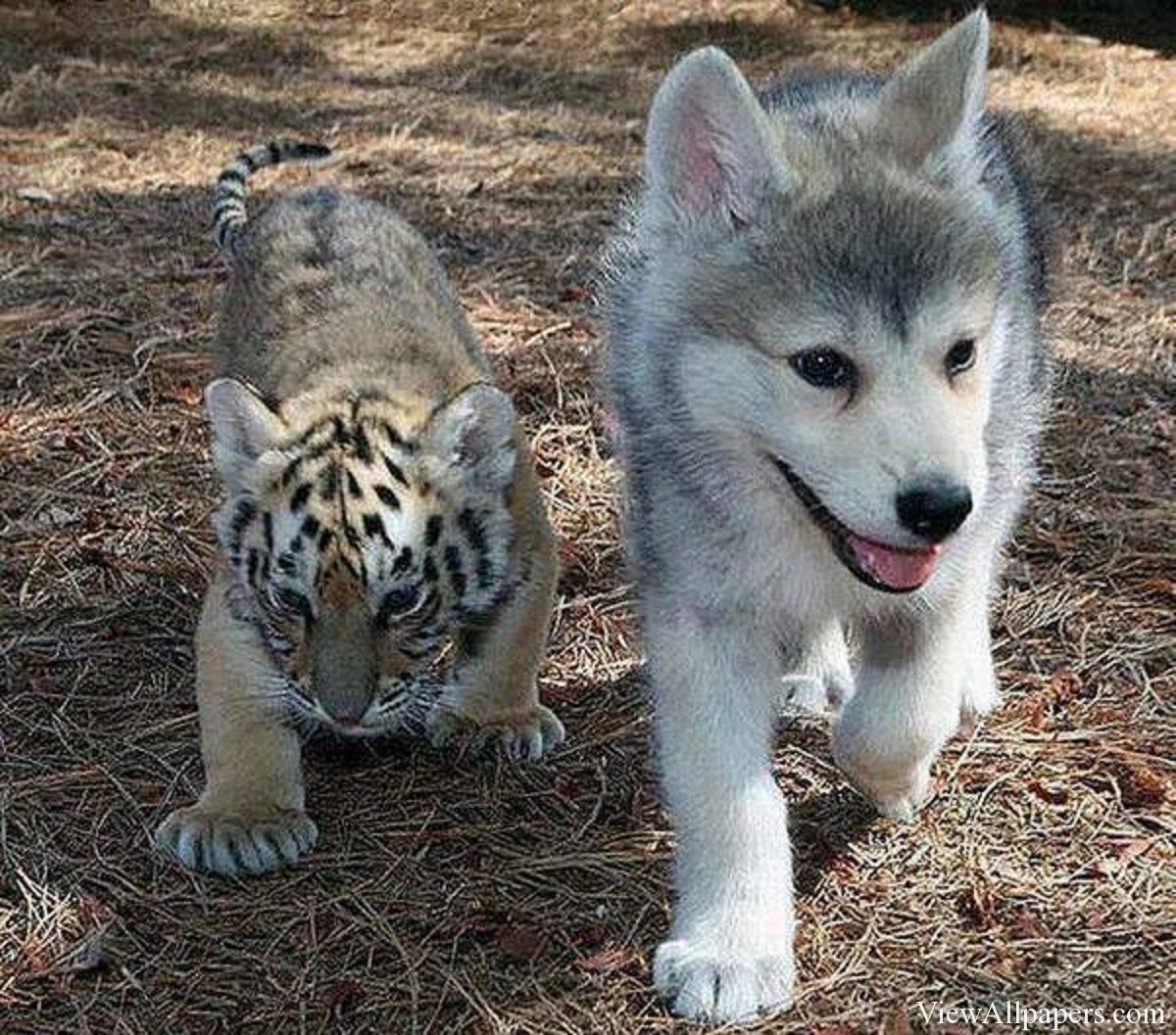 Husky And Tiger Babies For Pc Puters Desktop Background