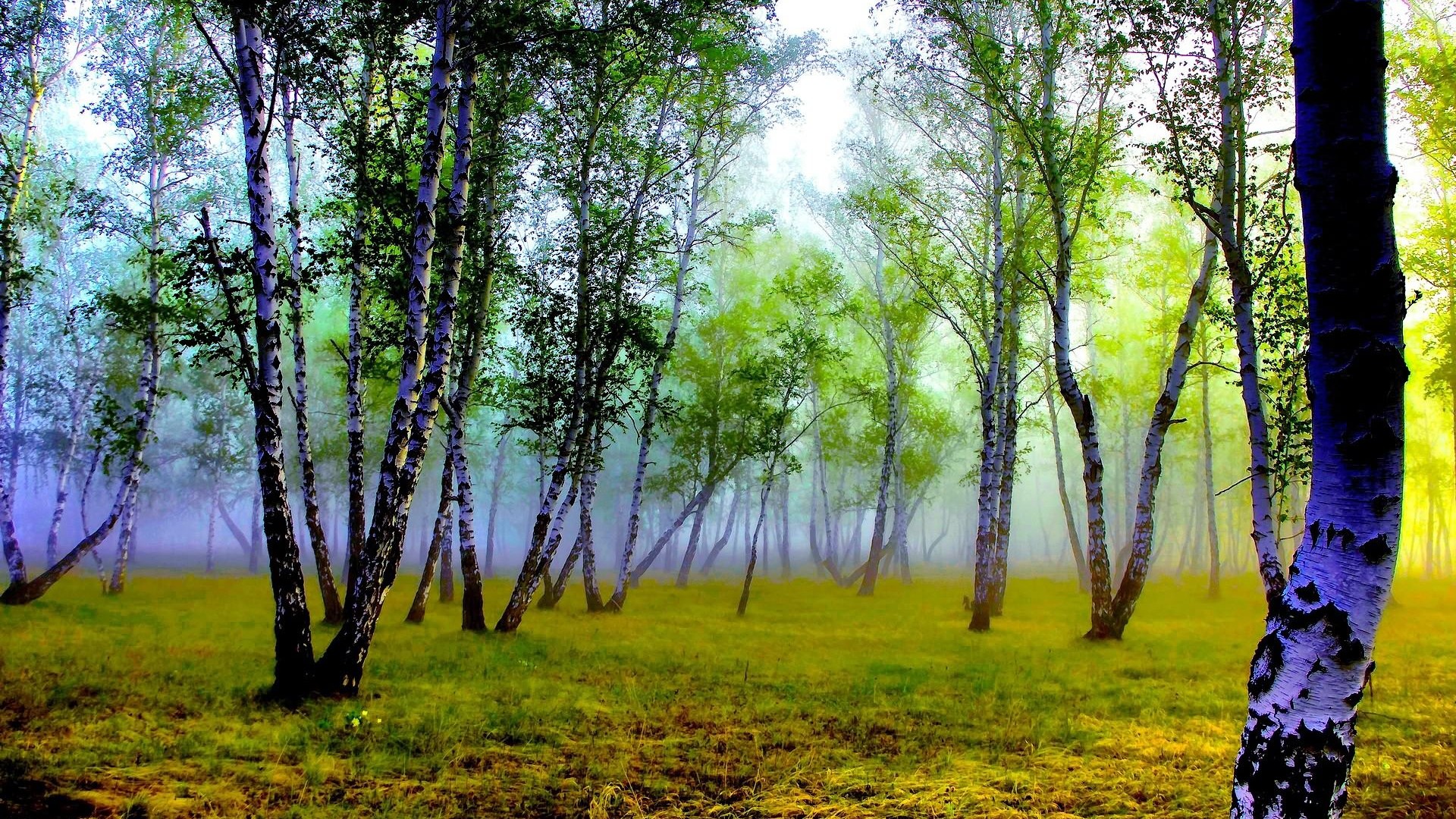 Download Foggy birch forest wallpaper 1920x1080