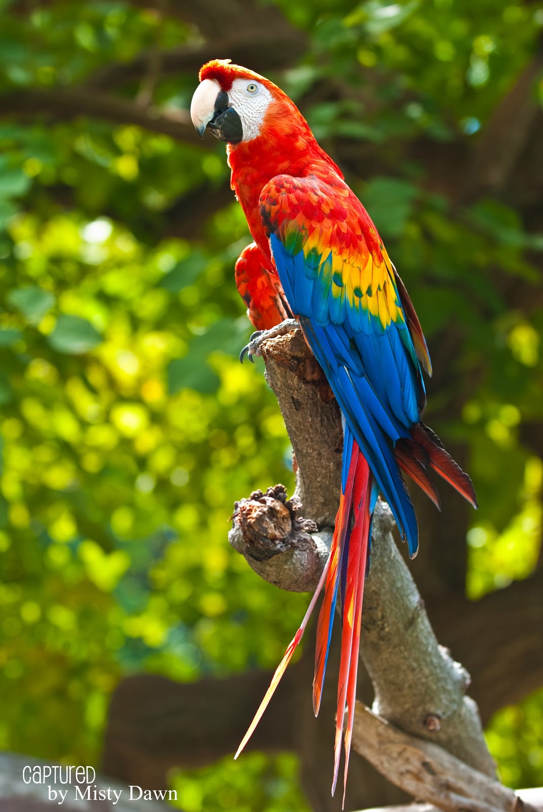 FreeWall profile of a scarlet macaw wallpapers