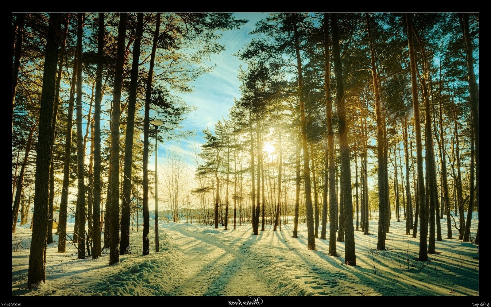 Windows HD Desktop Wallpaper Forests And Woodlands