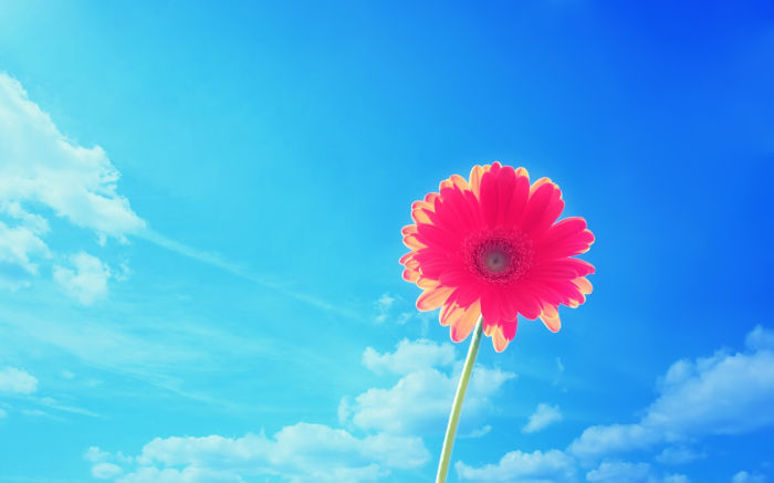 The Best Blooming Wild Flower HD Pink And Blue Daisy Flowers Sky