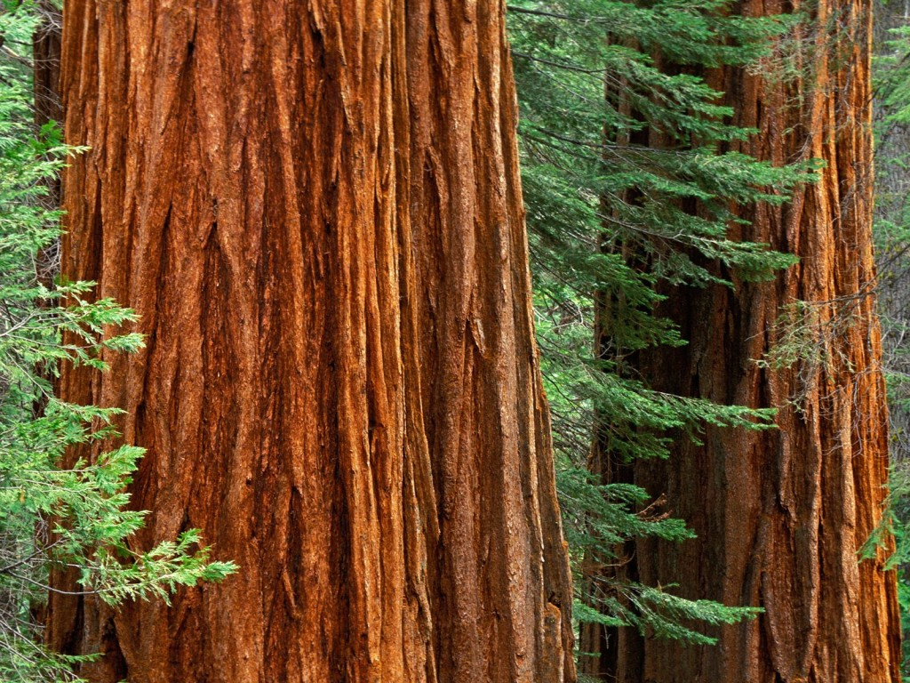 Sequoia Redwood Giant Trees Mariposa