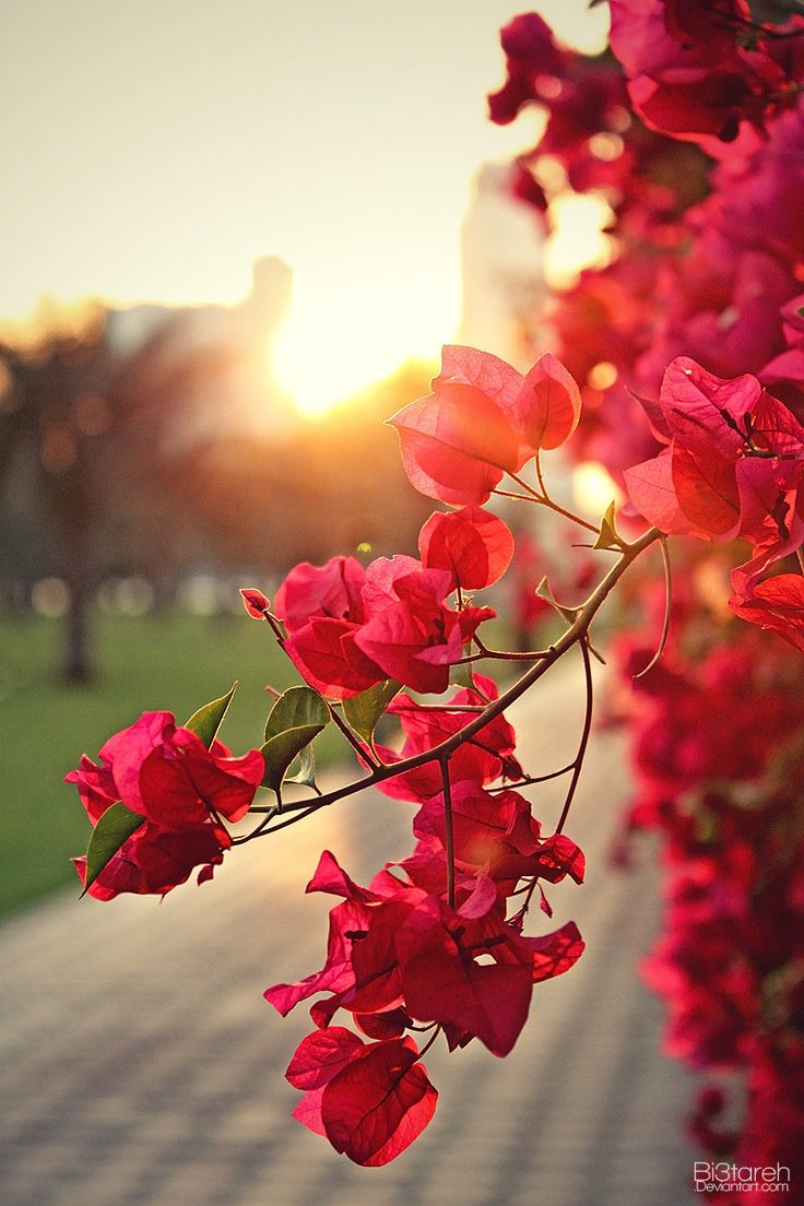 Bougainvillea By Bi3tareh Flowers Photography