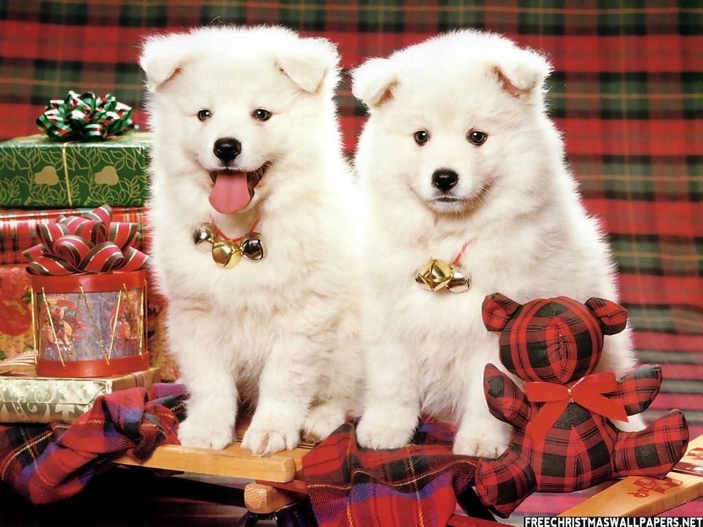 Puppy Christmas Pictures Desktop Background