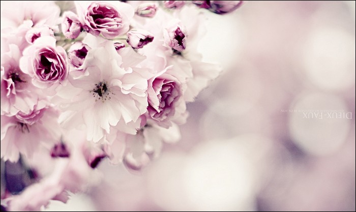 Pink Cherry Blossom HD Wallpaper Pics Image Photo