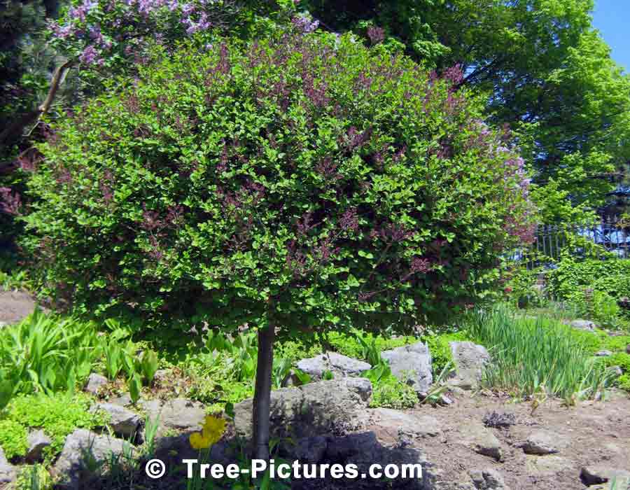 Lilac Trees Ornamental Lilac Tree in Bloom in Spring Tree Pictures 900x700