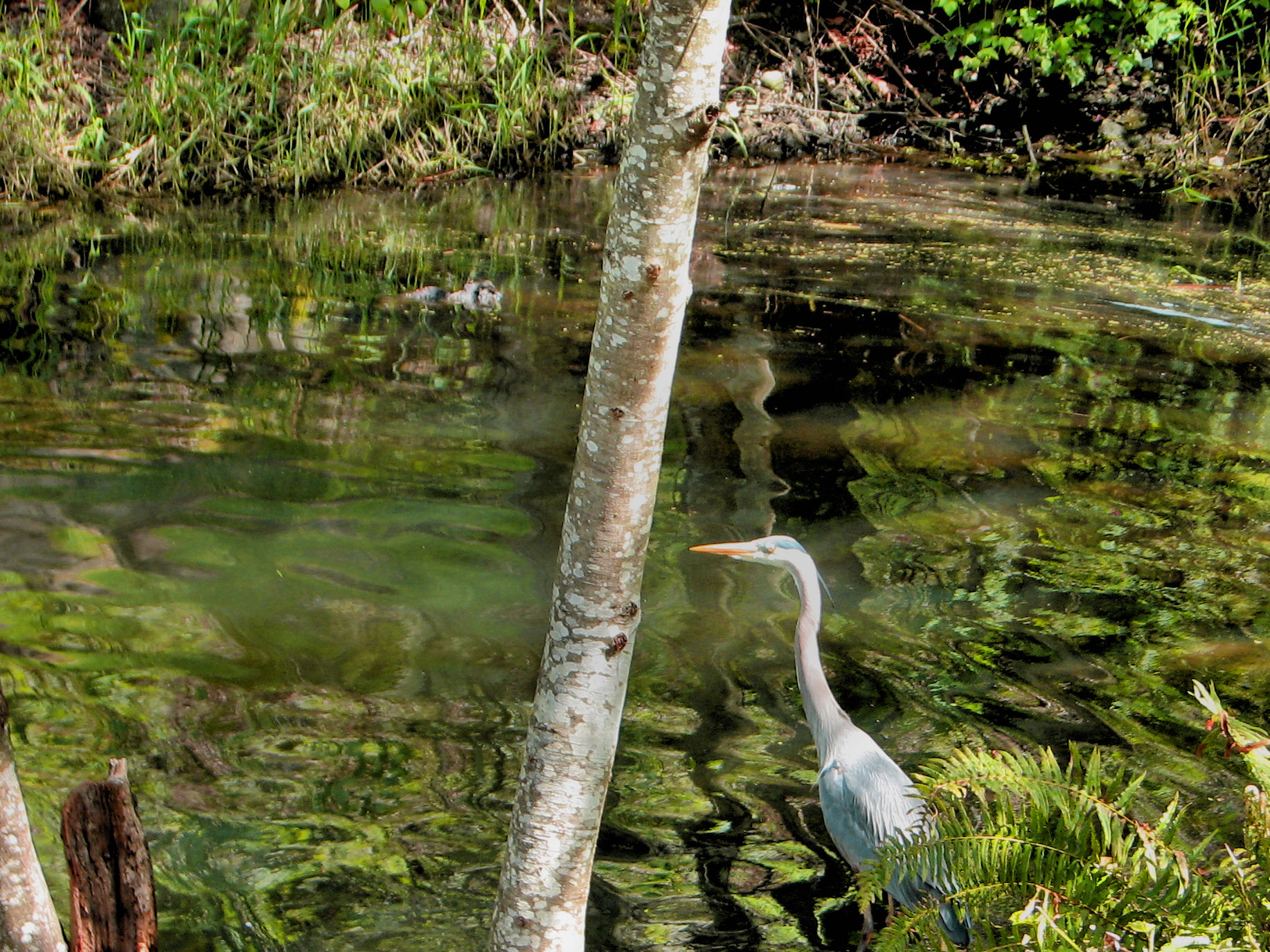 Great Blue Heron En La Charca Del Molino Wallpaper