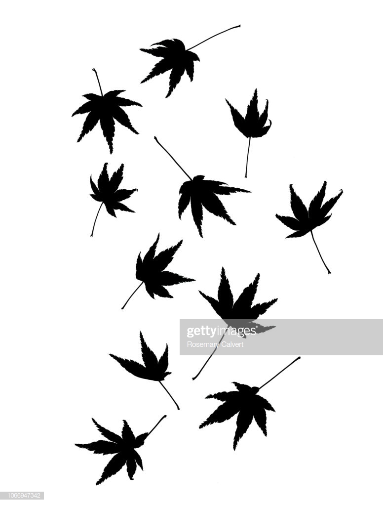 Black Maple Leaves Tumbling Across A White Background Stock Photo