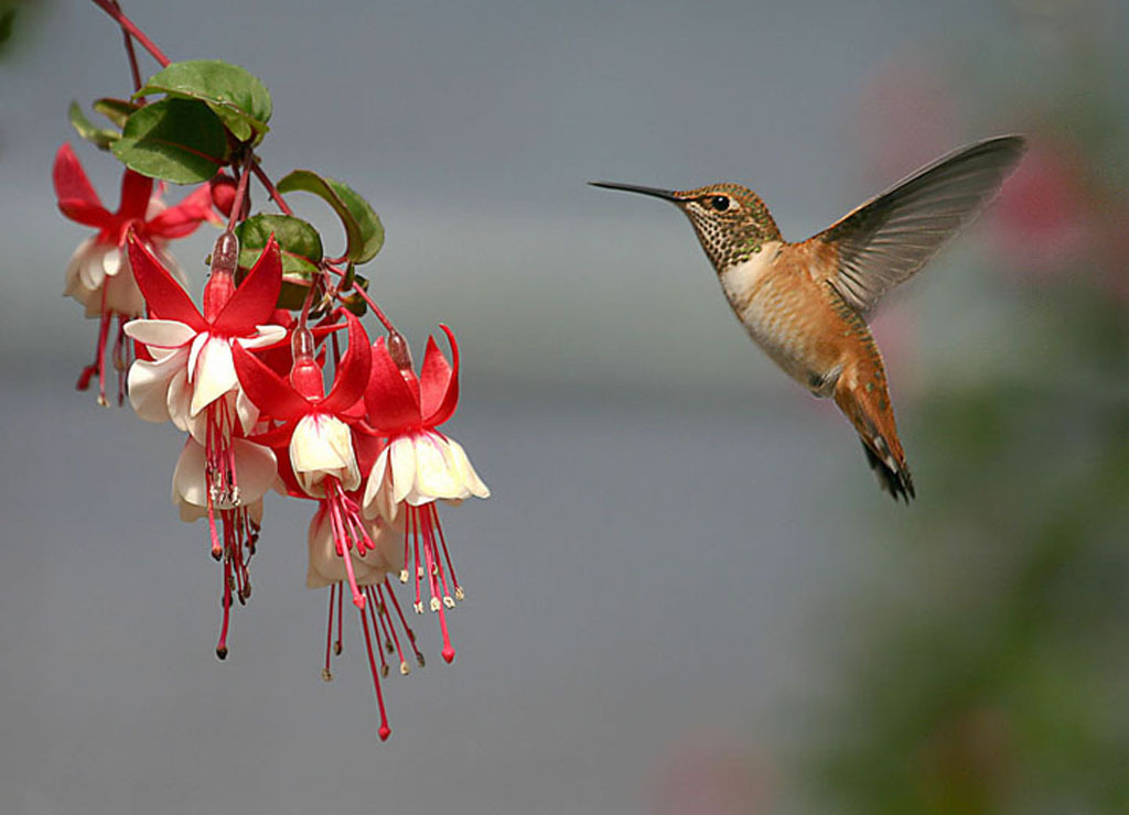 Hummingbird Hummingbirds Photo