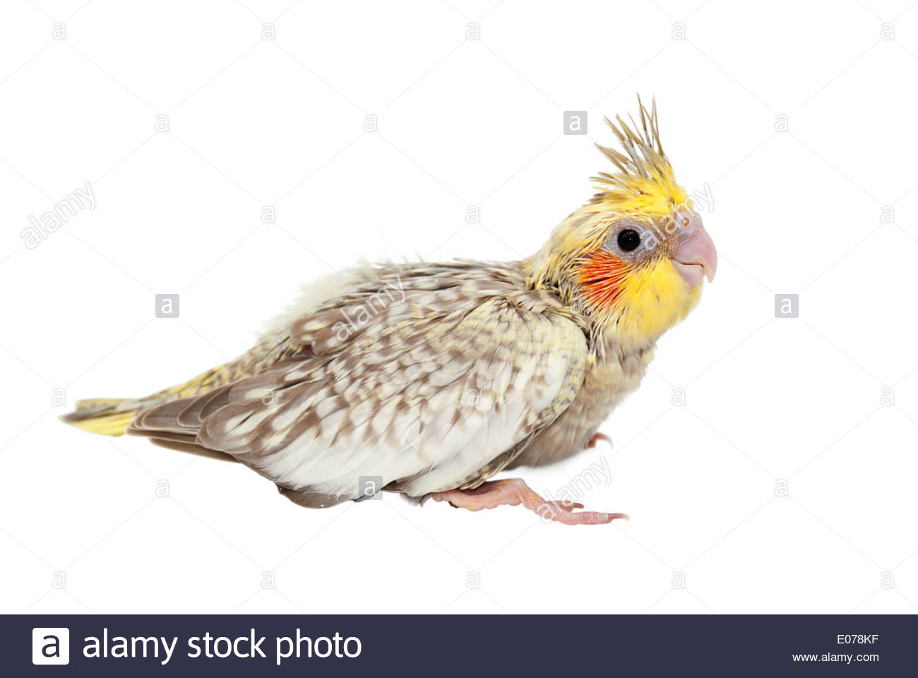 A Young Cockatiel Nymphicus Hollandicus Bird Isolated On White