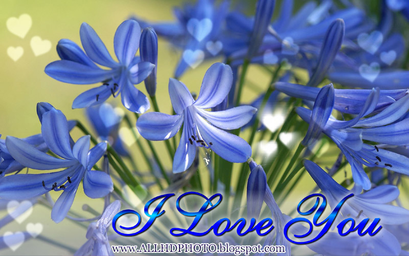 Love You New Wallpaper Image To
