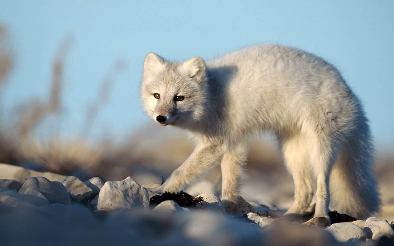 Tag Arctic Fox Wallpapers Backgrounds PhotosImages and Pictures