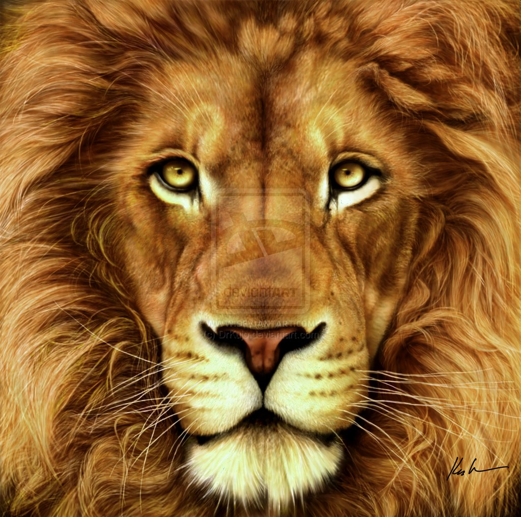 Cowardly Lion By Drkujo