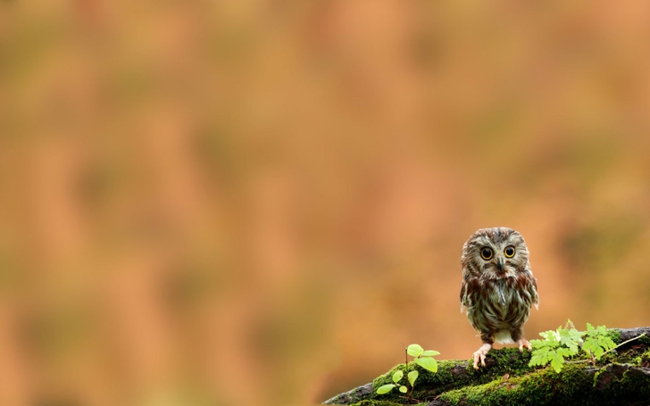 Baby Alone Owls Wallpaper High Quality