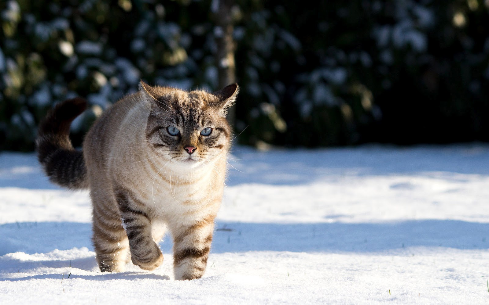 Winter Wallpaper With A Cute Cat Walking In The Snow HD