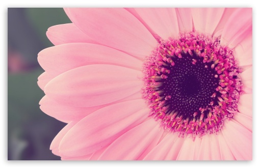 Pink Gerbera Daisy HD wallpaper for Standard 43 54 Fullscreen UXGA