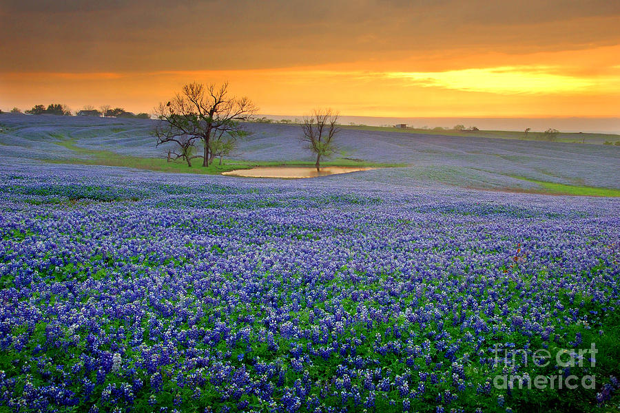 Field Of Dreams Texas Sunset Bluebon Wildflowers Landscape