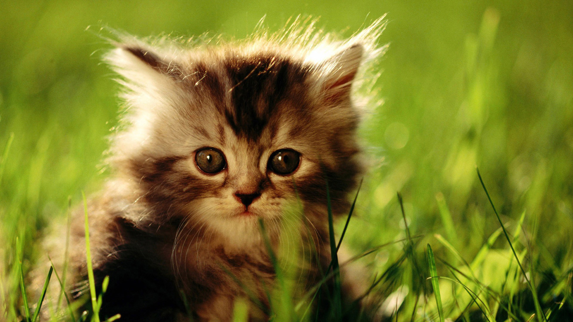 Cat Wallpaper Other