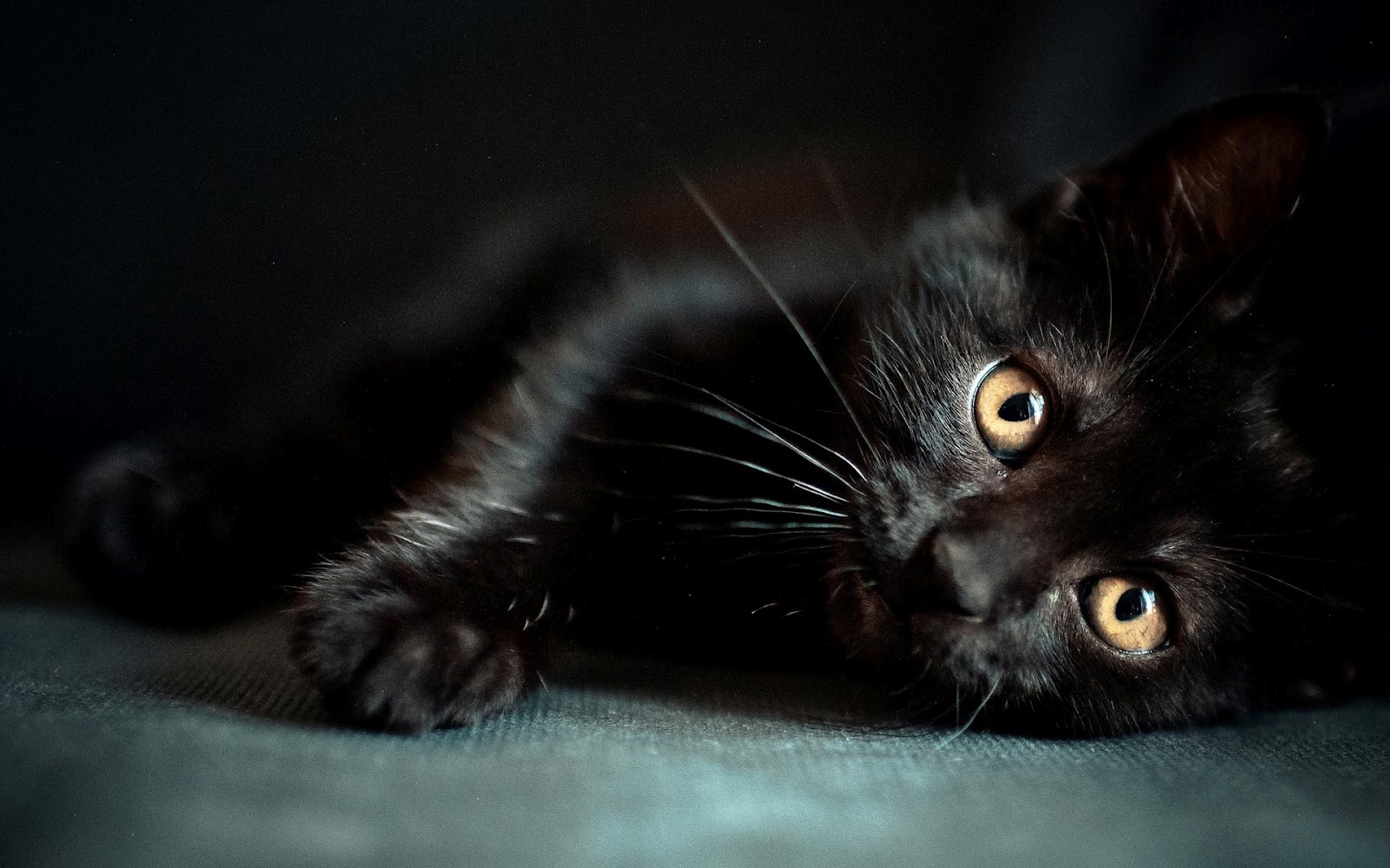 Wallpaper Black Cat