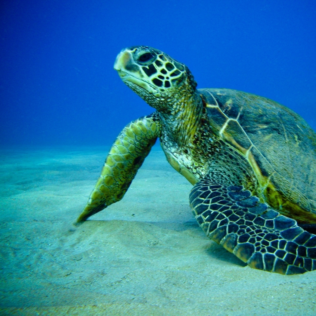 Ocean Animals Fish Turtles