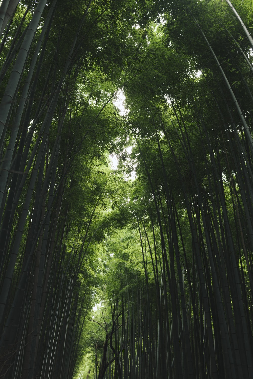 Bamboo Grass Shed Photo Japan Image