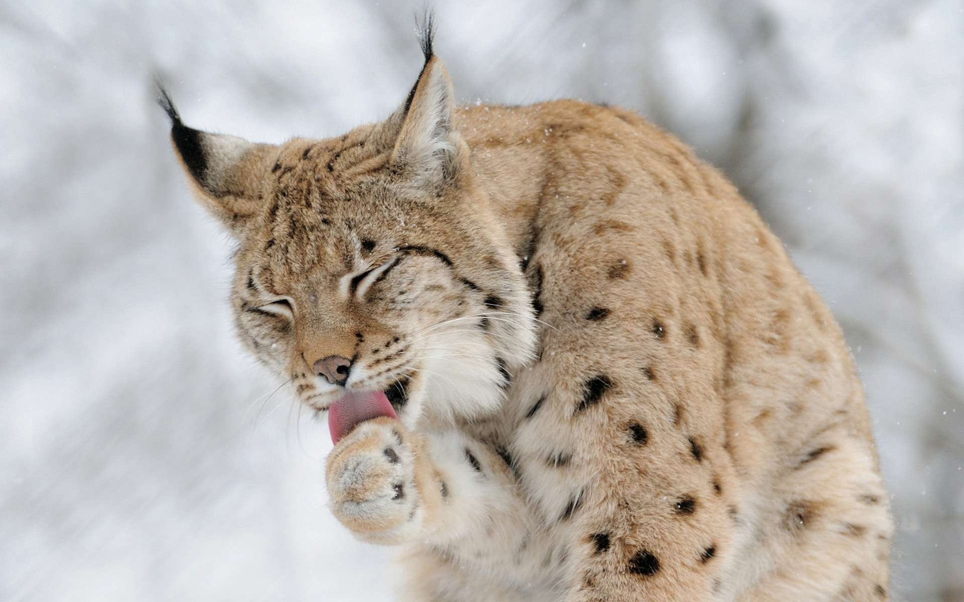 Animal   Lynx Wallpaper
