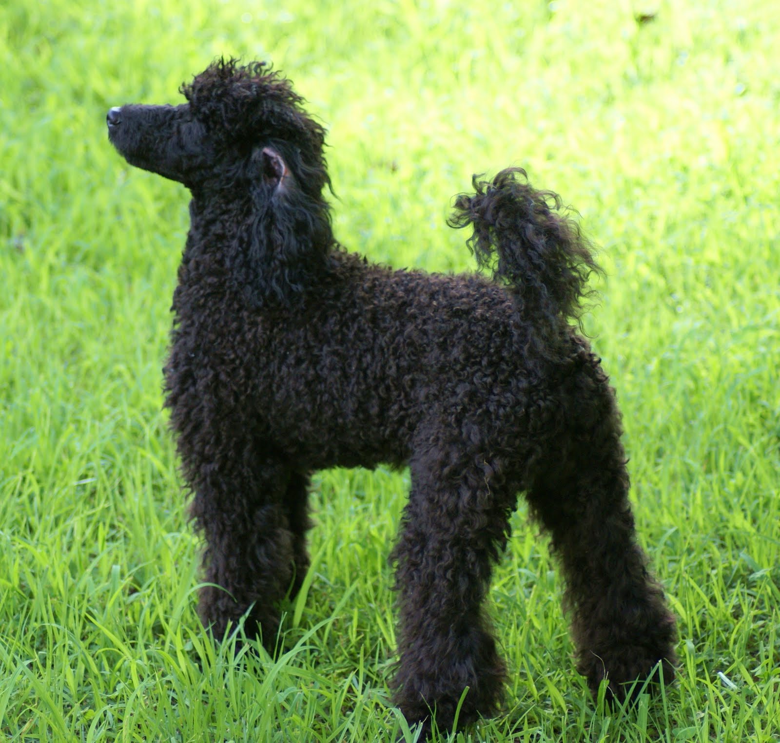 Poodle Dogs Wallpaper