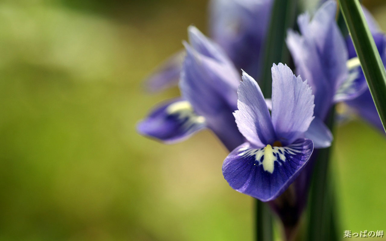 Flower Wallpaper Purple Iris Species Name