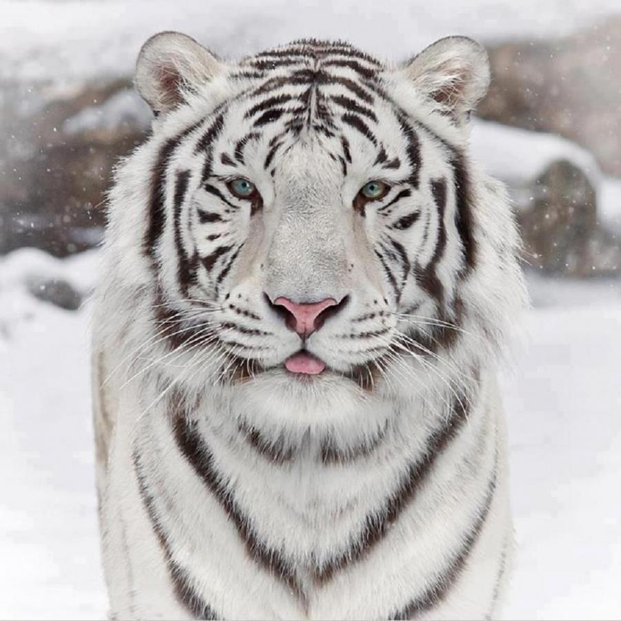 Tiger White Tigers And Siberian