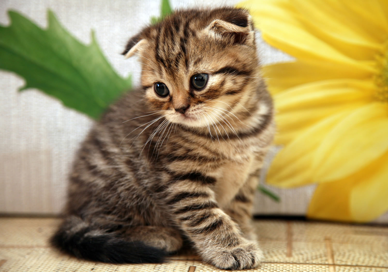 Very Cute Scottish Fold Kitten Photo And Pictures