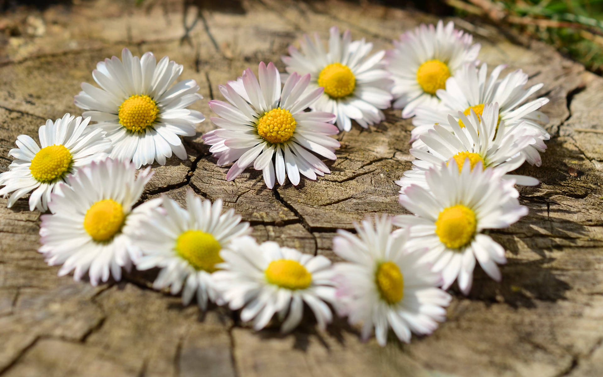 Top Daisy Aesthetic Wallpaper Full HD 4k To Use