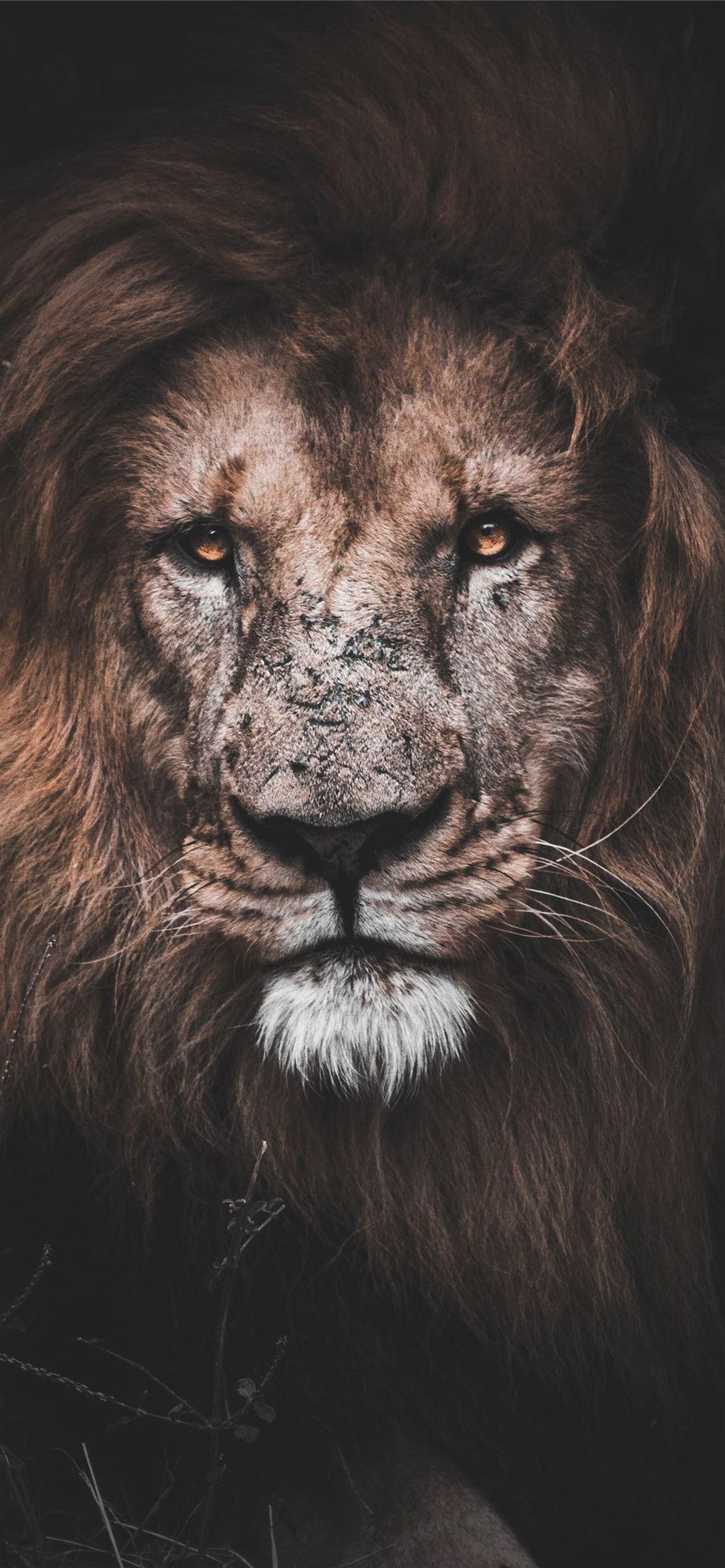 Full HD Lion Top Background Acc iPhone