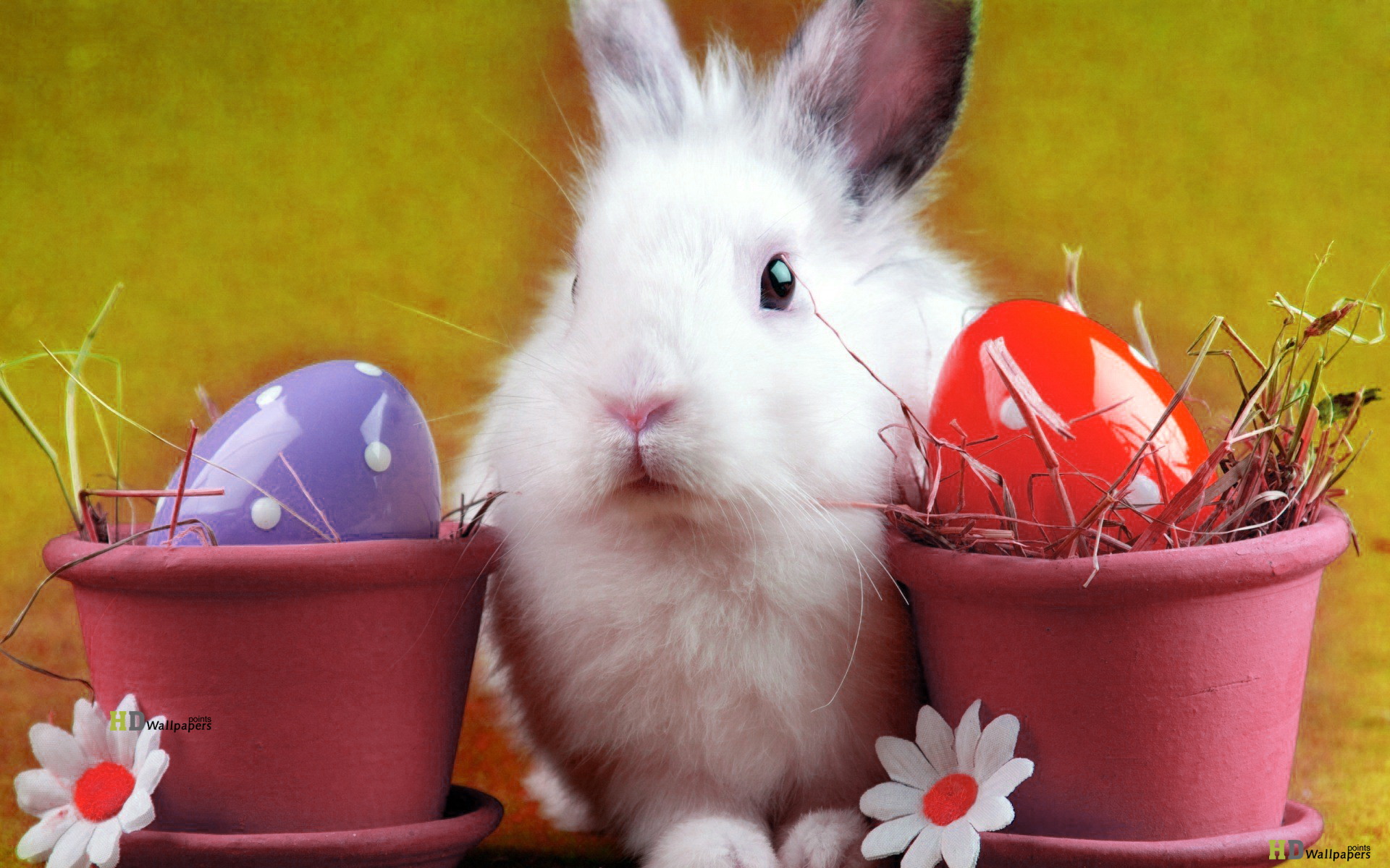 Happy Easter Bunny Wallpaper For Your Desktop