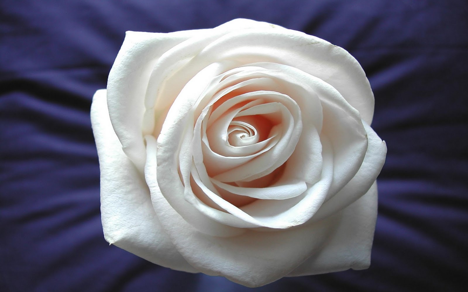 Roses Wallpaper HD Rose Big White Jpg