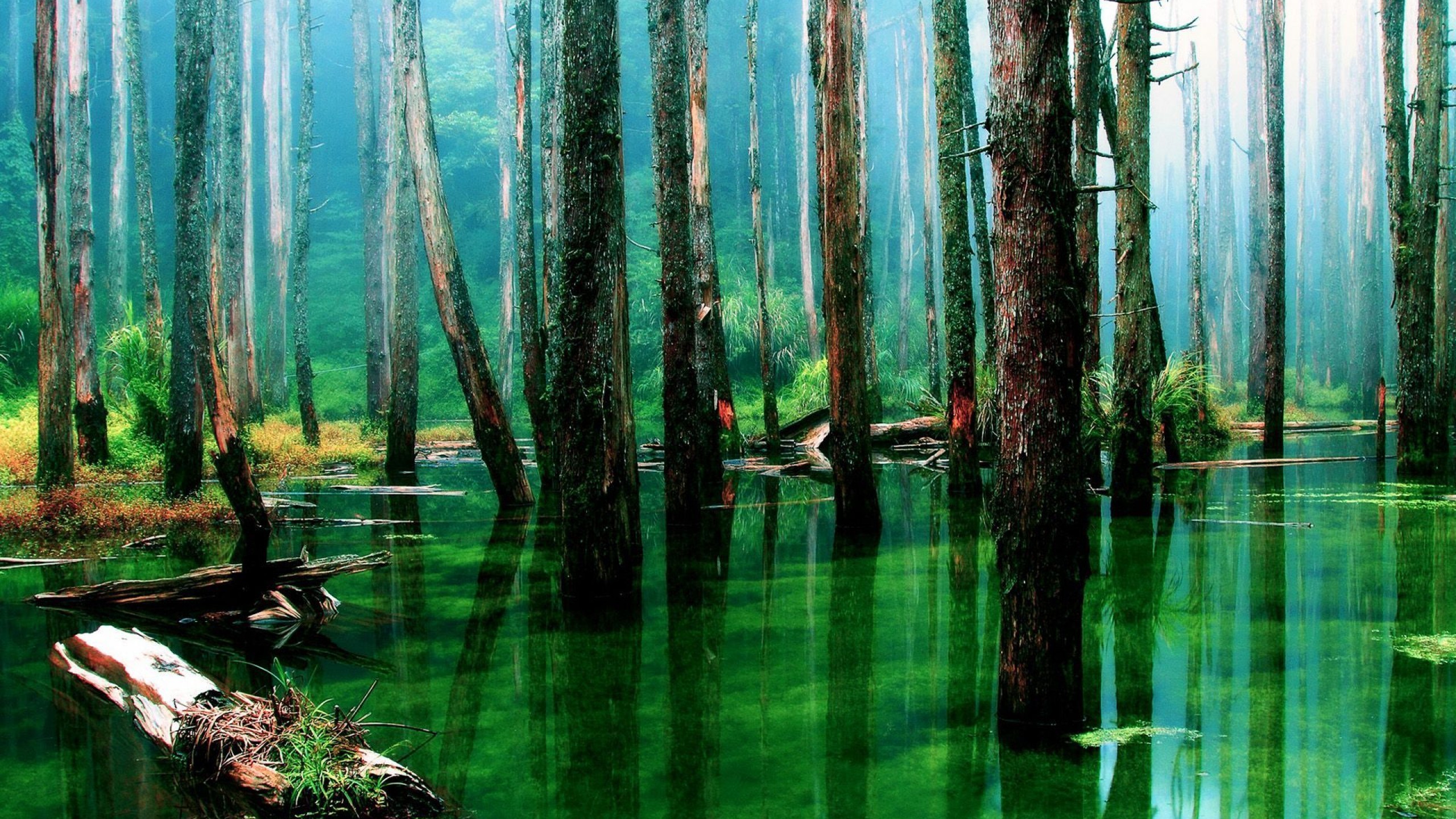 Rainforest Wallpaper