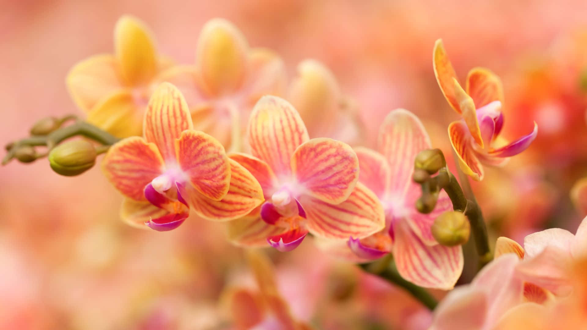 Orange Orchids Wallpaper