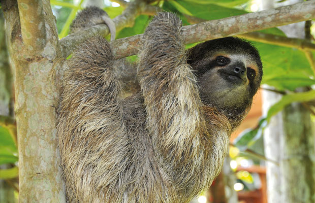 Brown Throated Sloth